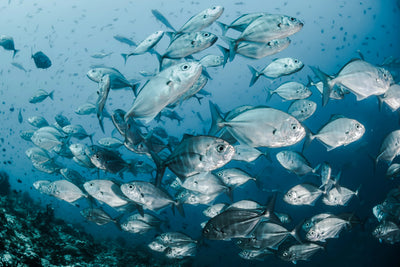 Marine Collagen Tripeptides